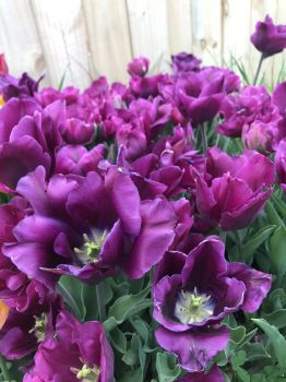Bulk Purple Prince Tulip Bulbs - Tulipa Triumph (Aprox. 40 lbs./ 450 Bulbs)